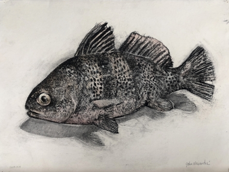 John Alexander  Black Drum Fish, 2014  charcoal and watercolor on paper  22 x 29 1/2 inches  Inquire